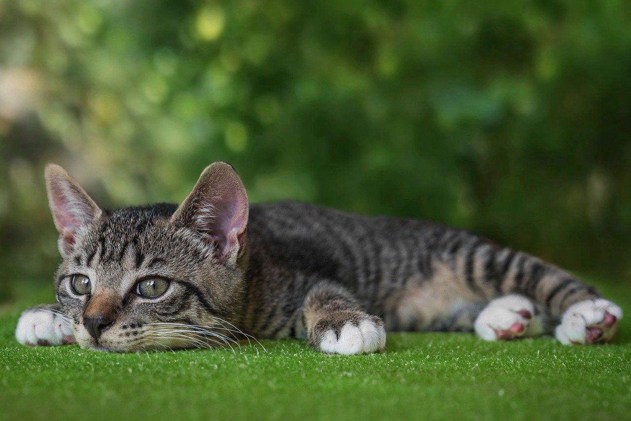 The Affectionate Nature of the Bengal Cat